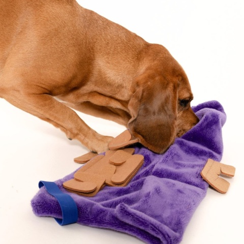 Fioletowy pas węchowy Nos na Skos z kieszonkami, podczas zabawy z psem – mata służy do treningu węchu i aktywności umysłowej