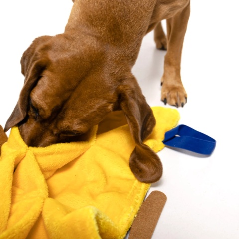 Pies bawi się matą węchową z pasem Nos na Skos – żółty element stymulujący zmysły
