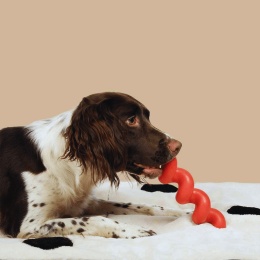 Coockoo – Elastyczna zabawka dla psa z funkcją szarpaka Squiggle - pieskobox