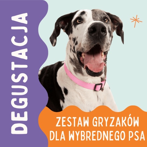 zestaw gryzaków dla wybrednego psa pieskobox degustacja