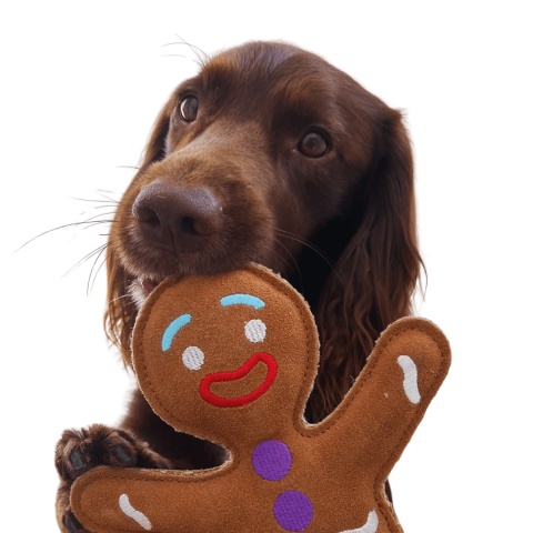 green wilds pierniczek ciastek zabawka dla psa skórzana ekologiczna